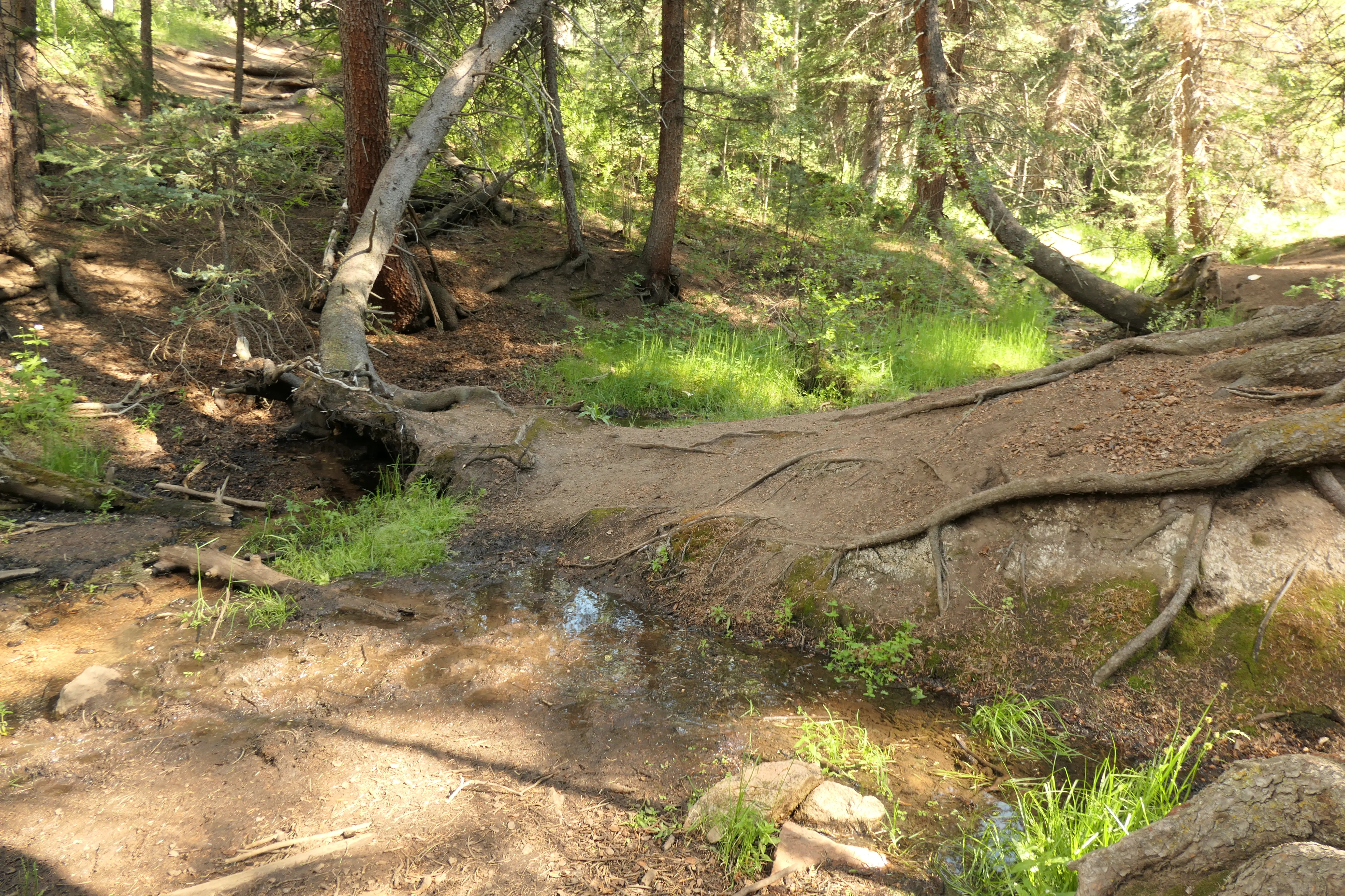 Kleiner Bach im Wald