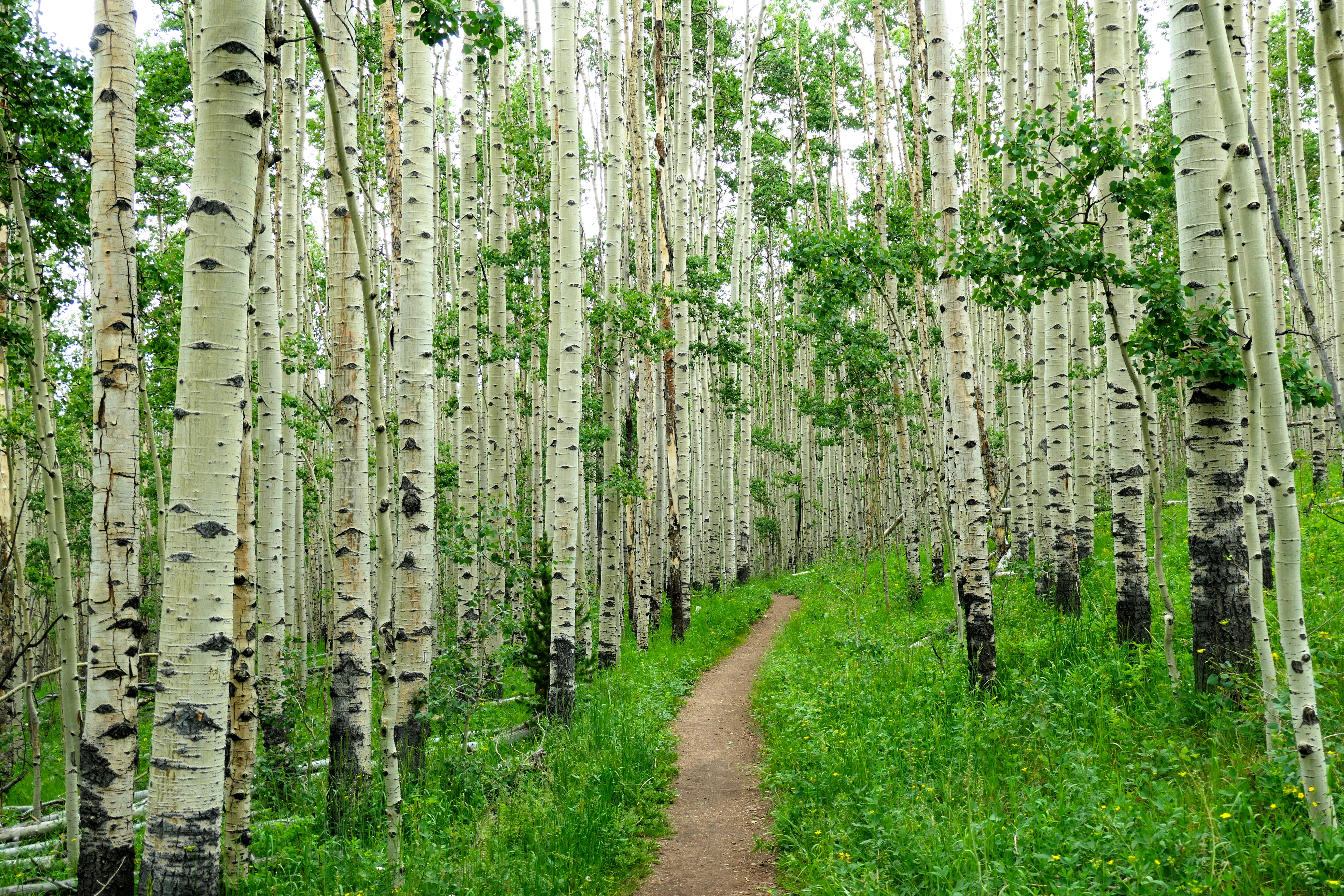 Aspen Bäume