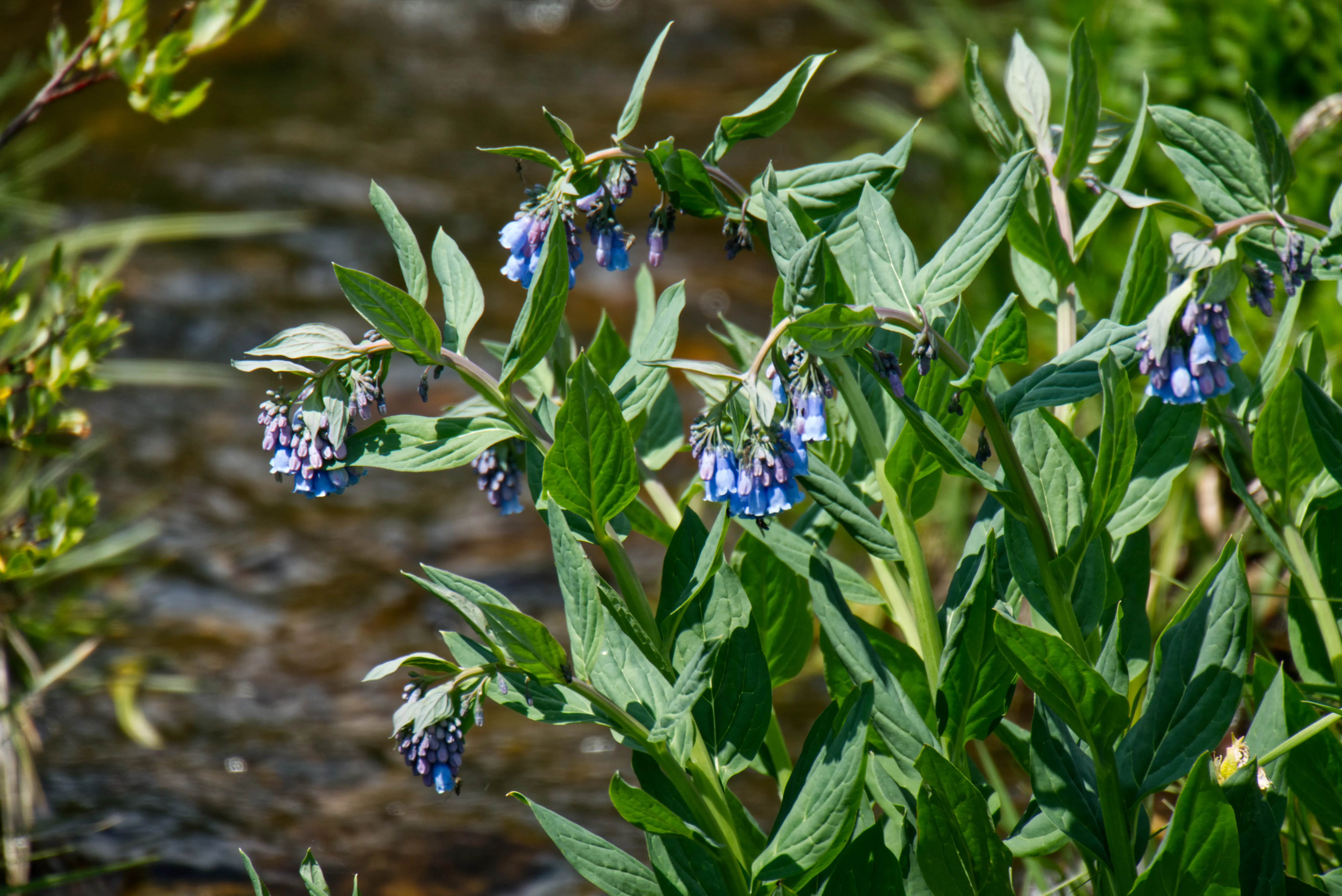 Blumen am Bach