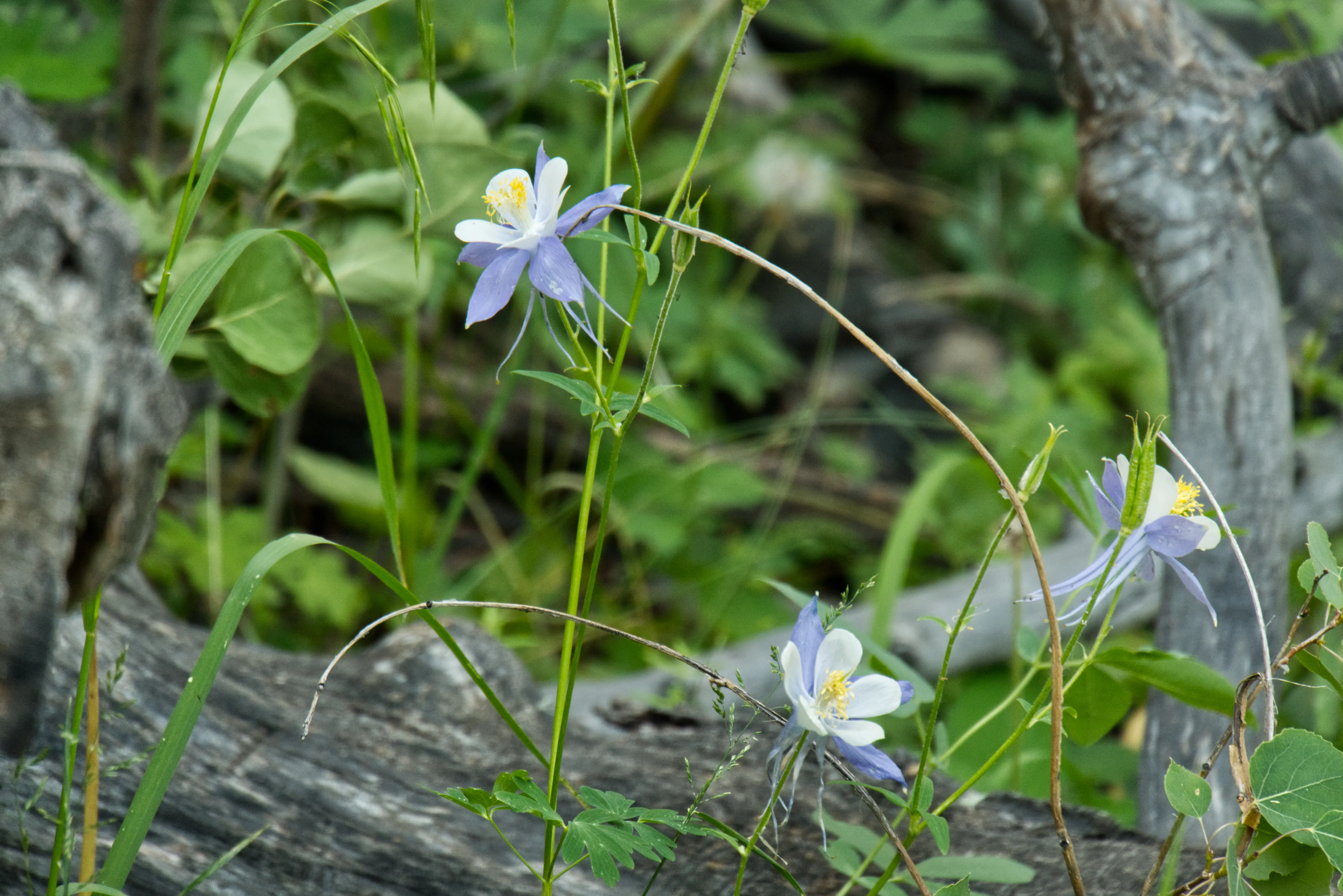 Akelei im Wald