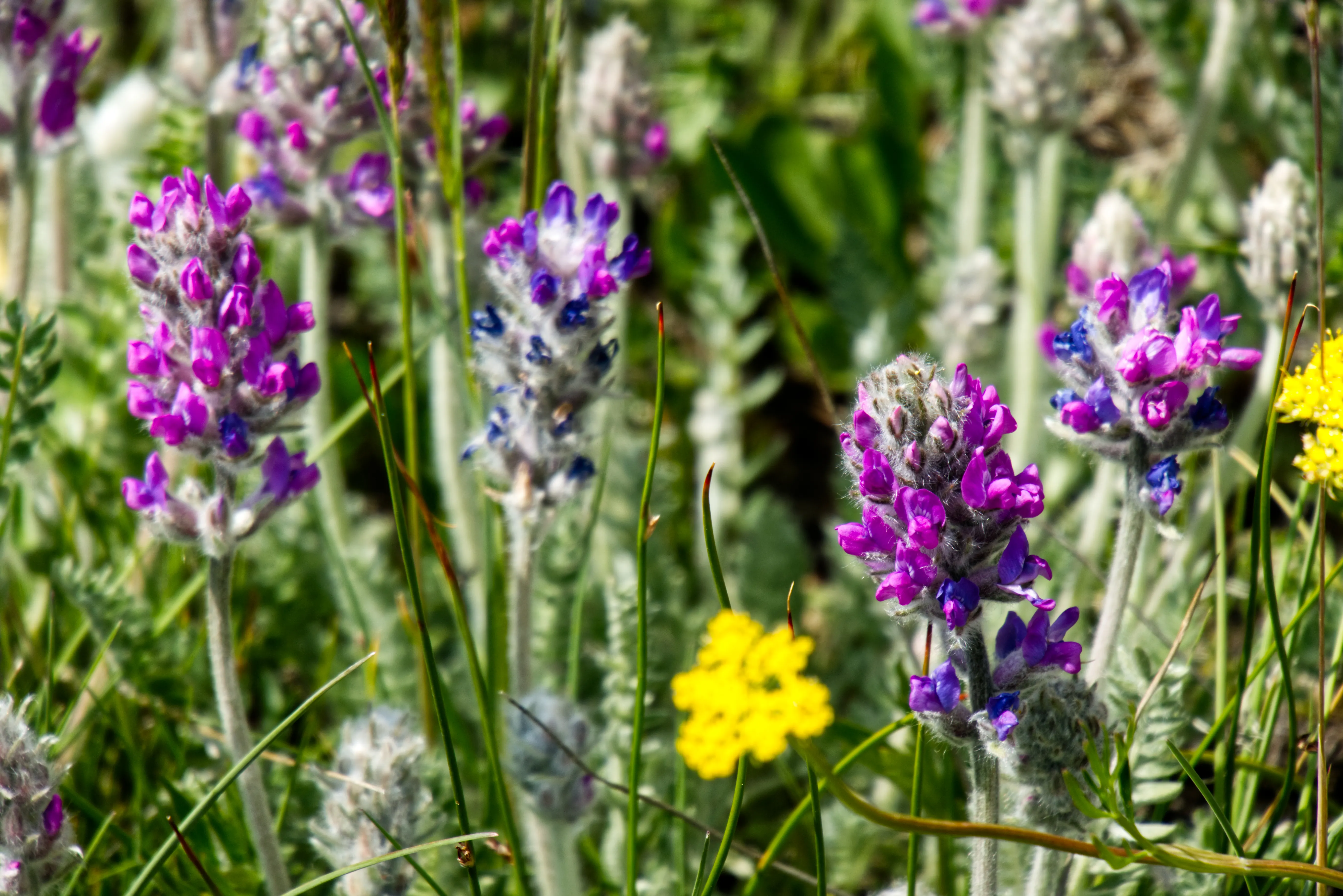 Wildblumen