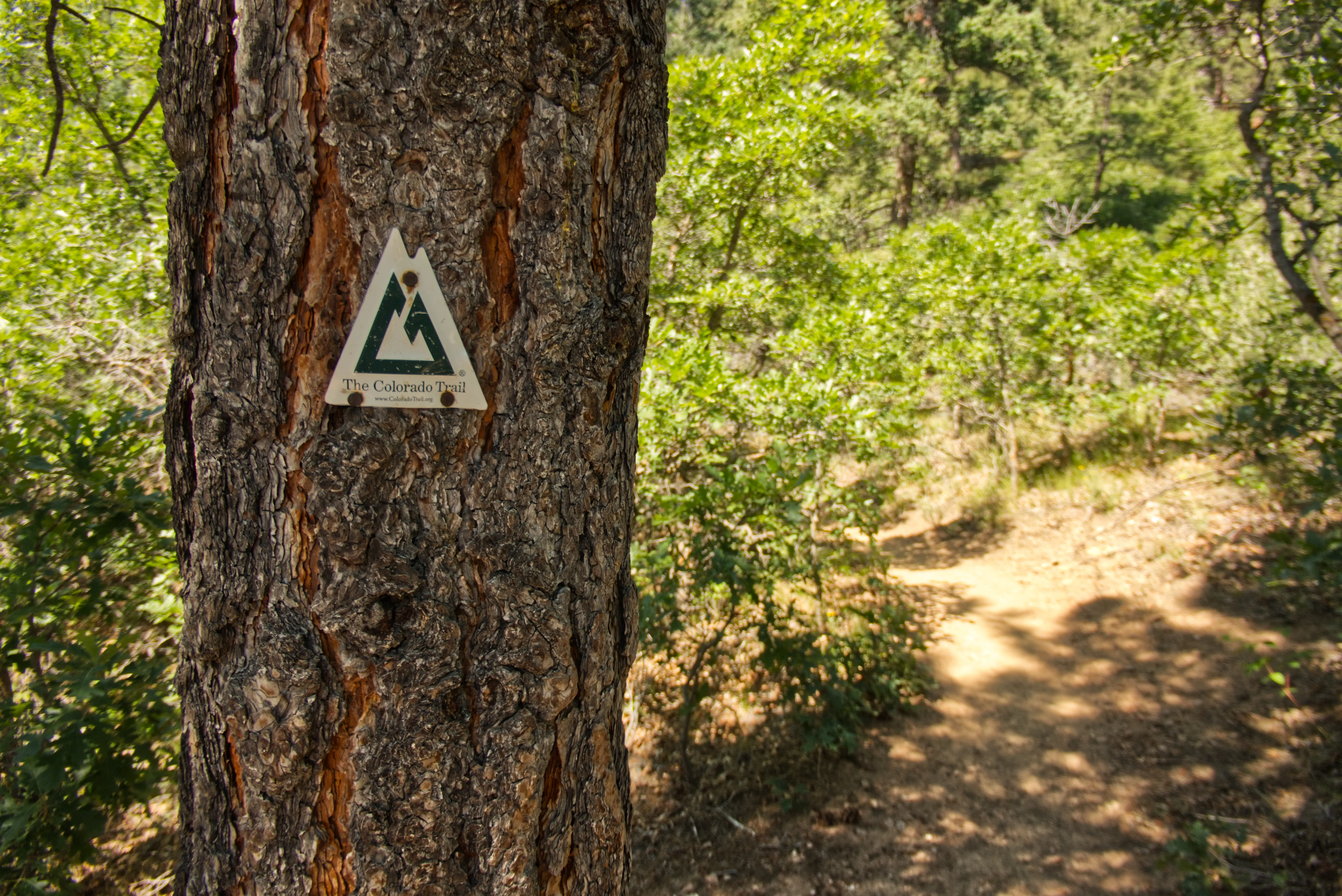 Colorado Trail Schild an einem Baum