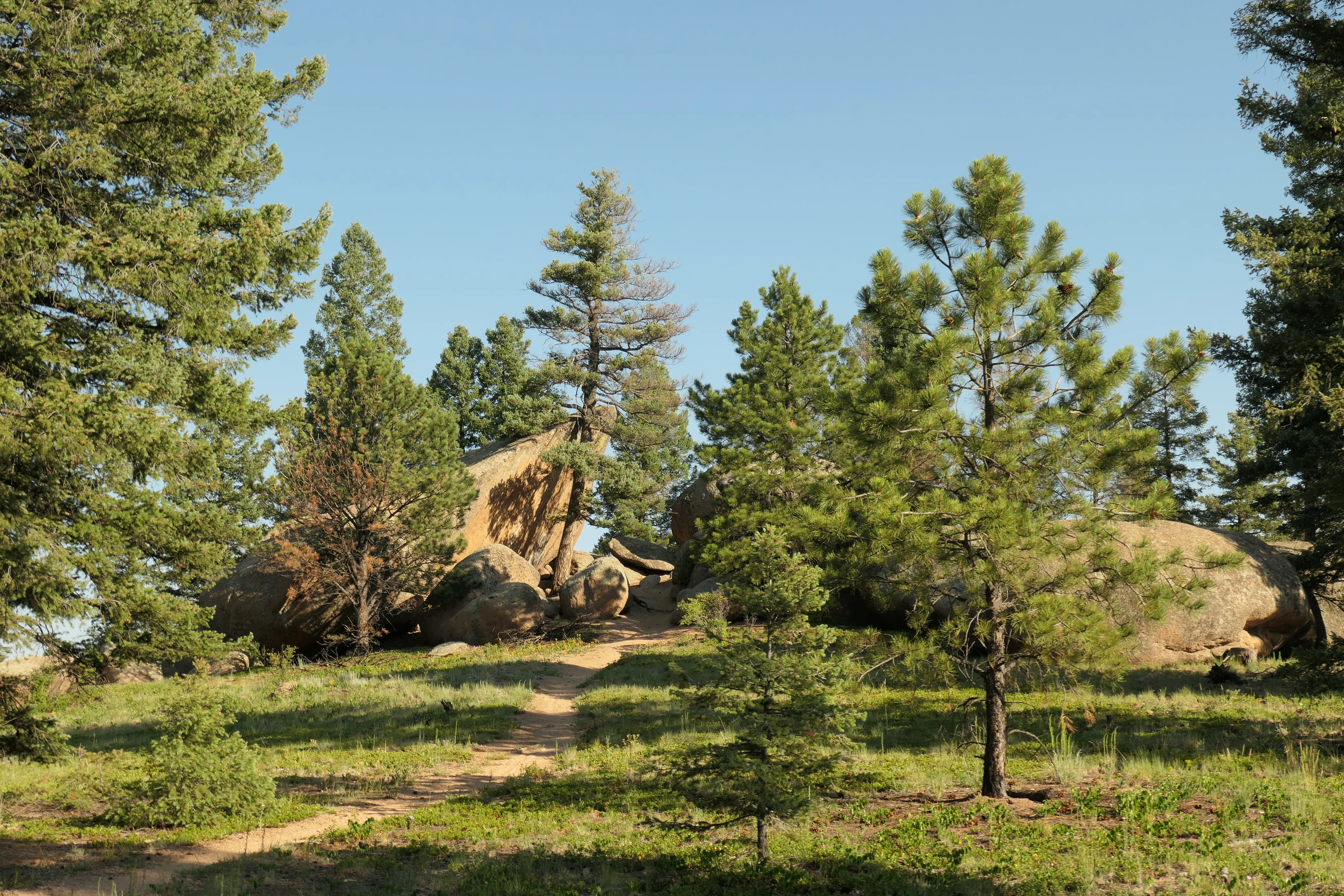 Granitfelsen im Wald