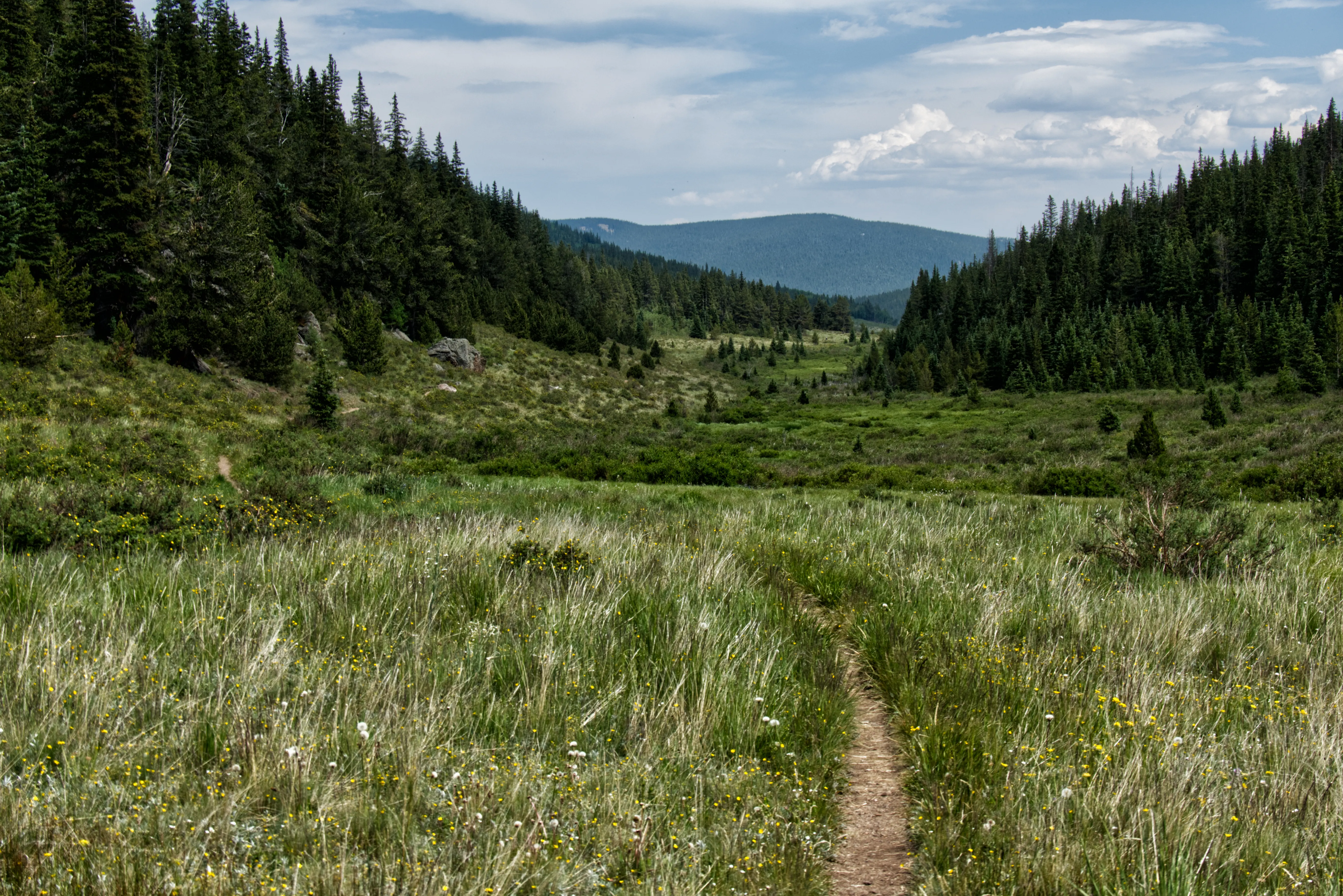 Wiesen, Wanderweg und Wald