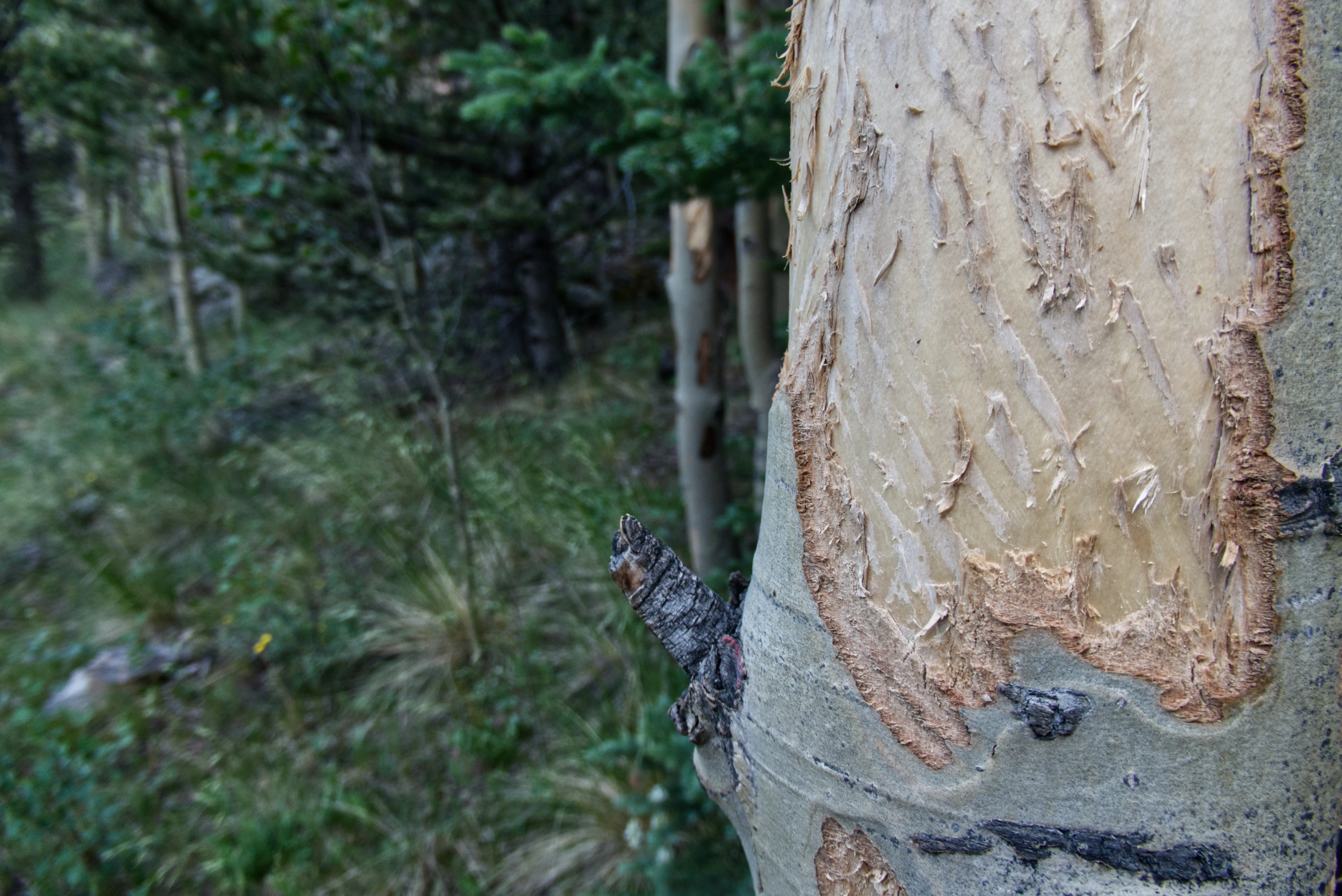 Baum mit Kratzspuren